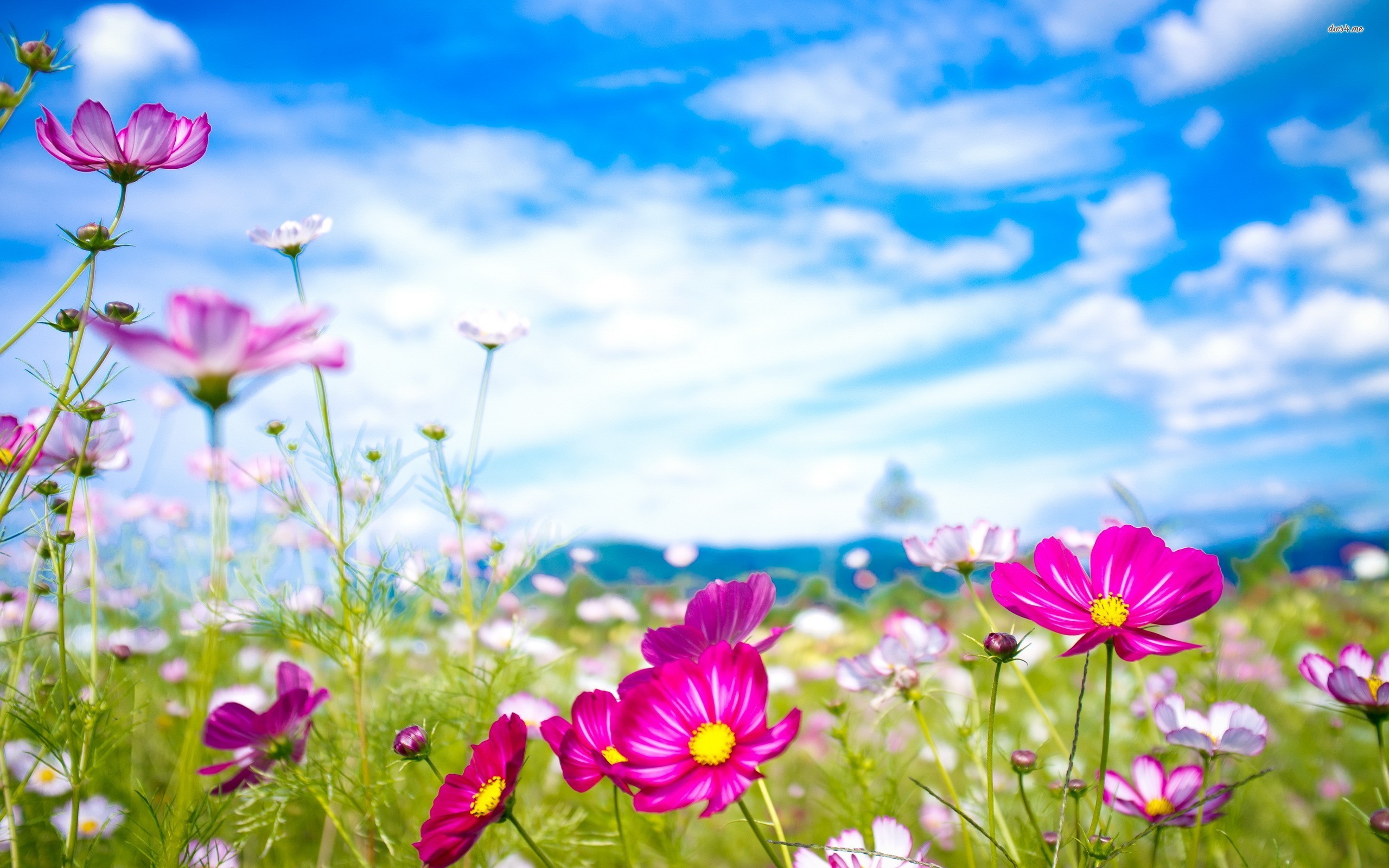 https://arquimedia.s3.amazonaws.com/27/formacion/21568-colorful-cosmos-flowers-2560x1600-flower-wallpaperjpg.jpg