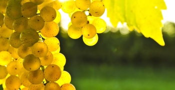 Uvas verdes